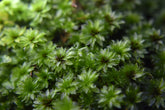 比拉真苔|Bryum
